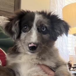 Toby - Blue merle male Toy Australian Shepherd puppy in Cedar Creek, Texas from Rowdy Ranch Tx