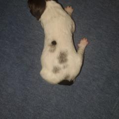 Kleine Munsterlander Puppies from Prairie State Kennel