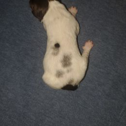 Kleine Munsterlander Puppies from Prairie State Kennel