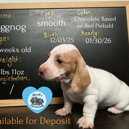 Eggnog - Piebald male Dachshund puppy in Hoquiam, Washington from Heyd's Mini Dachshunds