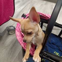 Chihuahua All Grown Up from Chi Angels