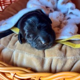 Yellow collar female - Black female Labrador Retriever puppy in Stafford Township, New Jersey from SommerLabs