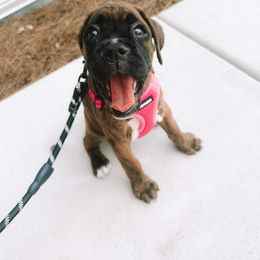 Boxer Puppies from SmashBox Kennel
