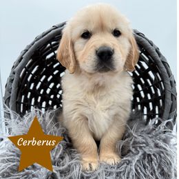 Cerberus - Golden male Golden Retriever puppy in Cadillac, Michigan from K & M Golden Retrievers