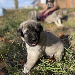 Crimson Boy - Fawn male Anatolian Shepherd Dog puppy in Kalispell, Montana from Wild Rooster Family Farm (AKC Anatolians OFA Hips Tested)