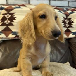 Molly - Cream female Dachshund puppy in Keota, Oklahoma from Skyview Doxie Ranch