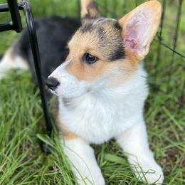 Pip - Pembroke Welsh Corgi