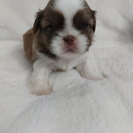Barney AKC - Red and white male Shih Tzu puppy in Buffalo, New York from Shih Tzu's by Jen