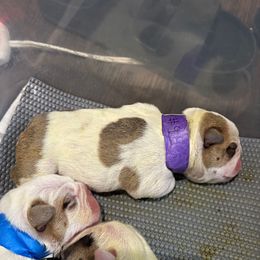 Purple - Fawn and white female Bulldog puppy in Krum, Texas from K & K Little Blessings