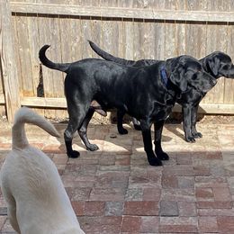 Jack - Labrador Retriever