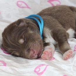 Boy 4 - Red and white male Alaskan Malamute puppy in Independence, Virginia from New River Valley Malamutes
