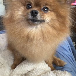 Pomeranian puppies from Netzi Poms