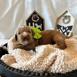 Brave - Green Collar Male - Red  male Goldendoodle puppy in Bradenton, Florida from Suncoast Goldendoodles