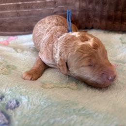 Maple - Red  male Goldendoodle puppy in Chino Valley, Arizona from Bass Creek Doodles