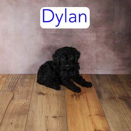 Dylan - Phantom male Goldendoodle puppy in Calhoun, Georgia from Happy Top Doodles