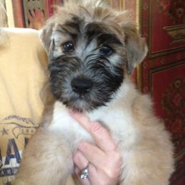Soft Coated Wheaten Terrier Puppies from Cuilinn Wheatens
