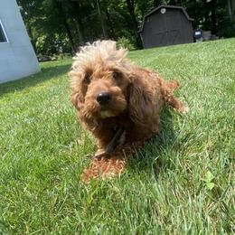 Stella - Goldendoodle