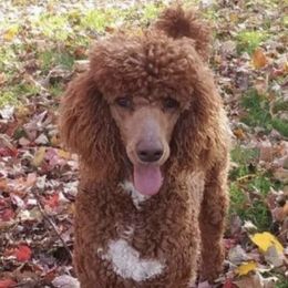 Poodles from Farmington Ridge LLC