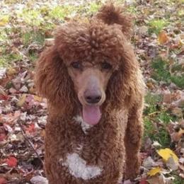 Poodles from Farmington Ridge LLC