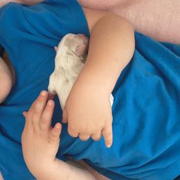 Freedom - White and chocolate female Chinese Crested puppy in Frederick, Maryland from Lovable Cresteds