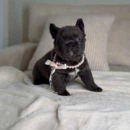 Prada - Black and white female French Bulldog puppy in Miami, Oklahoma from Destiny Jones