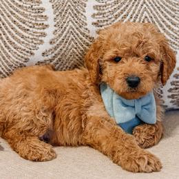 Dusk - Red  male Goldendoodle puppy in Iola, Texas from Supreme Doodles of Texas