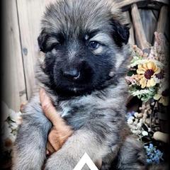 Sarge - Sable male German Shepherd puppy in Sequim, Washington from German Shepherd Haus