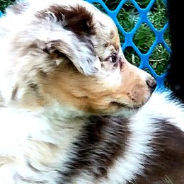 Australian Shepherd Puppies from Winsome Aussies