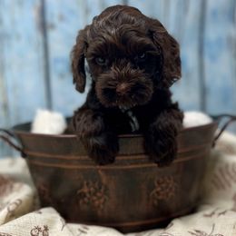 Merry - Chocolate female Australian Labradoodle puppy in Brush Prairie, Washington from Fancy Pants Labradoodles