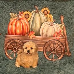 Rocky - Red male Maltipoo puppy in Greenfield, Iowa from Sugar Plum Puppies