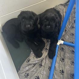 Edgar - Black male Giant Schnauzer puppy in Woodstock, Virginia from Seven Bends Giants