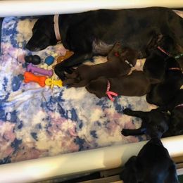 Labrador Retriever Puppies from Harvest Moon Farm
