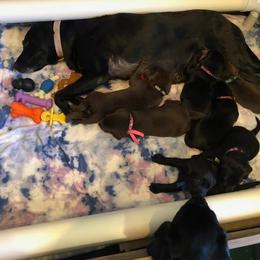 Labrador Retriever Puppies from Harvest Moon Farm