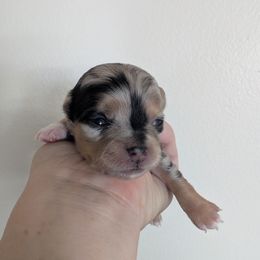 Angelica - Black and tan female Chihuahua puppy in Pocatello, Idaho from The Fifth Element Kennel