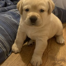 Labrador Retriever Puppies from Whiskey Mountain Labradors