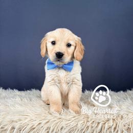 Stitch - Cream male Companion Cross puppy in Utah County, Utah from Big Hearted Breeders