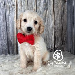 Havoc - Cream male Companion Cross puppy in Utah County, Utah from Big Hearted Breeders