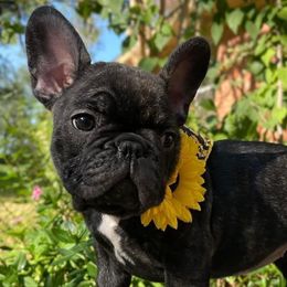 French Bulldogs and Poodles from YZC Frenchies at 4C Ranch