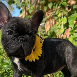 French Bulldogs and Poodles from YZC Frenchies at 4C Ranch
