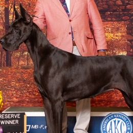 Great Danes from Genai Great Danes