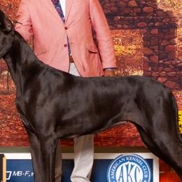 Great Danes from Genai Great Danes
