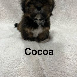 Lhasa Apso and Shih Tzu Puppies from The Ruff Life Tribe