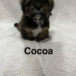 Lhasa Apso and Shih Tzu Puppies from The Ruff Life Tribe
