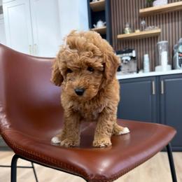 Taylor - Red  female Goldendoodle puppy in Mint Hill, North Carolina from DoodleForever