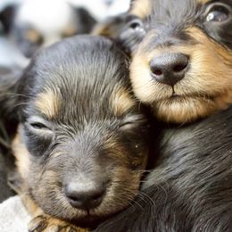 Dachshund Puppies from The Well Tempered Dachshund