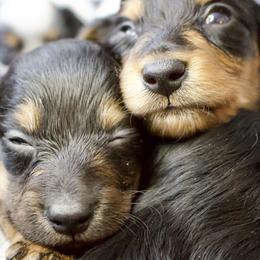 Dachshund Puppies from The Well Tempered Dachshund
