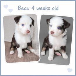Beau - Red tri-color male Australian Shepherd puppy in Lakeland, Florida from Aussies of Hope LLC
