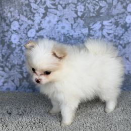 Chihuahua and Pomeranian Puppies from Luxe Paradise House of Chi