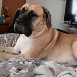Mastiffs from Taresa's Pups