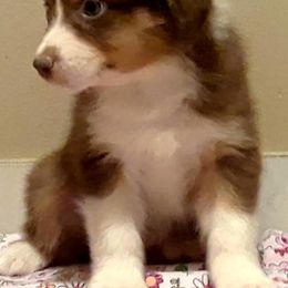 Australian Shepherds from Guiding Light Aussies